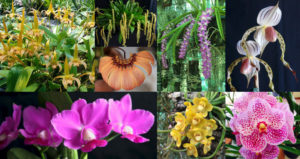 Nambour Orchid Society Spring Show
